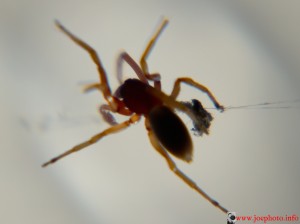 Spider Spider
